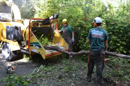 tree services North Brooksville